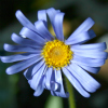 Aster natalensis - Abriachan Nurseries